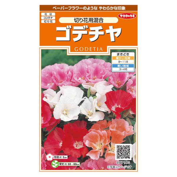 和紙細工を思わせる花形、透明感のある色調で、切り花用のゴデチヤ混合です。株元から枝が多く伸び、先端部に10輪ほどの花を付けます。花壇でのボリュームと花持ちのよさが魅力です。