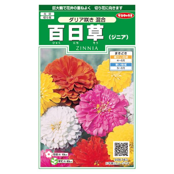 花の種　実咲花6760 百日草　ダリア咲き混合