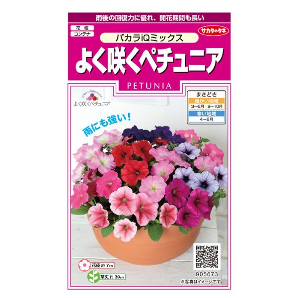 ペチュニアは花色・花数の多さや育てやすさから、公園の植栽からガーデニングまで、春〜夏を彩る定番の草花です。