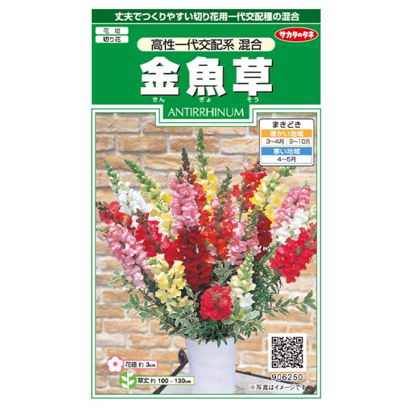 花の種　実咲花6250　金魚草　高性一代交配系混合