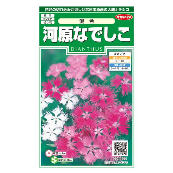 和歌に詠まれるほど万葉の時代から親しまれている品種です。草丈約60cm、枝元から分枝し、先端に切れ込みのある大輪の花が数輪つきます。濃淡あるピンクと白の混合です。