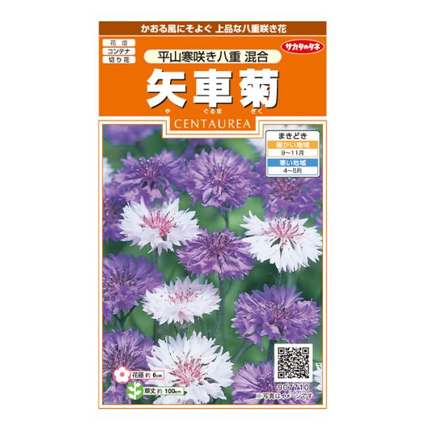 切花用に改良された品種で、花付きがよく早春から開花する早咲きです。草丈は1ｍほどに伸び、寒さに強く、花径約6cmの紫青色や桃色などの八重咲き花が次々と咲きます。