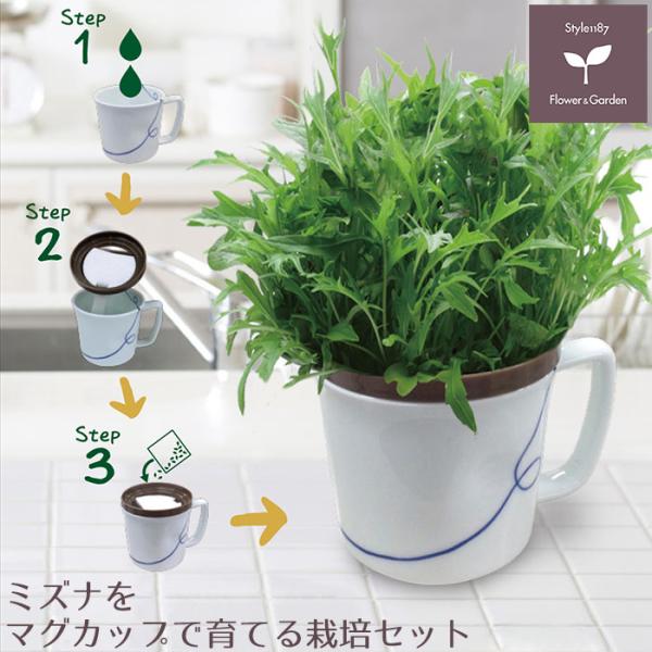 野菜の種 ミズナをマグカップで育てる栽培セット Taneset 003 Style1187 通販 Yahoo ショッピング