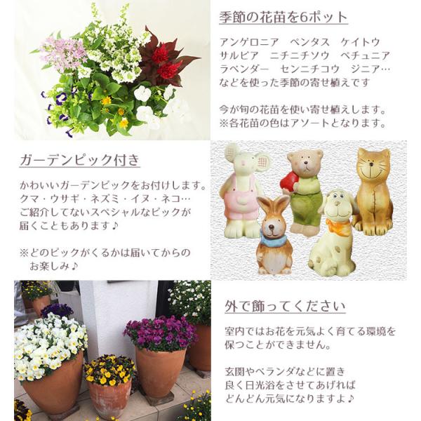 季節の寄せ植え 春・夏 おしゃれなタル型鉢 白 送料無料 沖縄・離島を 
