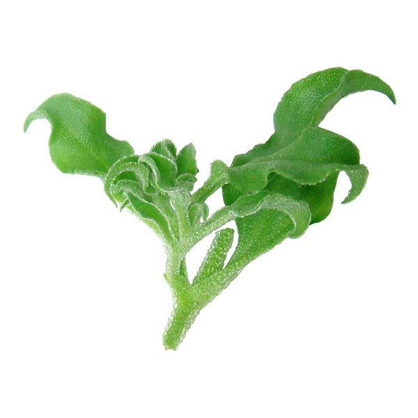 「プチプチ、ジュワ〜」の新食感野菜フランス料理の食材として人気があり、日本でも注目を浴びはじめた、塩味のする新野菜です。賞味期限収穫よりおよそ10日冷蔵庫の野菜室で保存して下さい。※メーカーより取り寄せをする為ご注文から4〜5日ほどで出荷可...