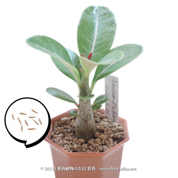 BS010 アデニウム・ドファレンセ（イエメン） succulent-saika_adenium-