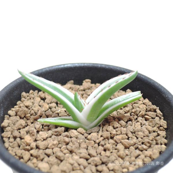 アガベ 氷山 笹の雪白覆輪斑 :agave-hyouzan-20208:多肉植物のお店