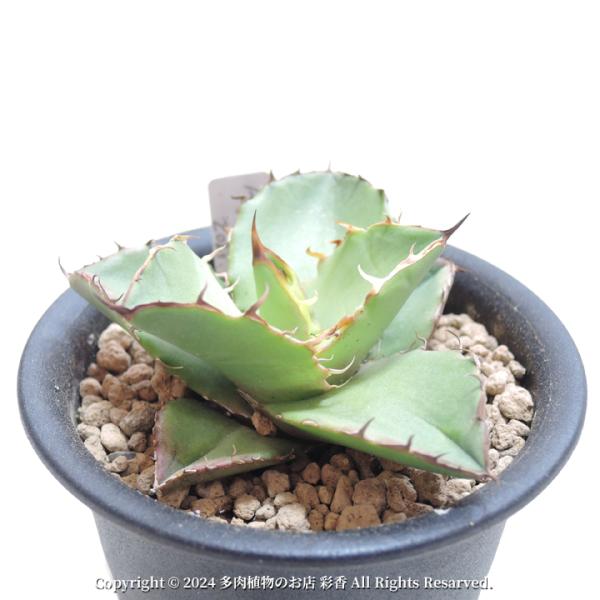 アガベ オテロイ 9株セット succulent-saika_agave-oteroi-2024