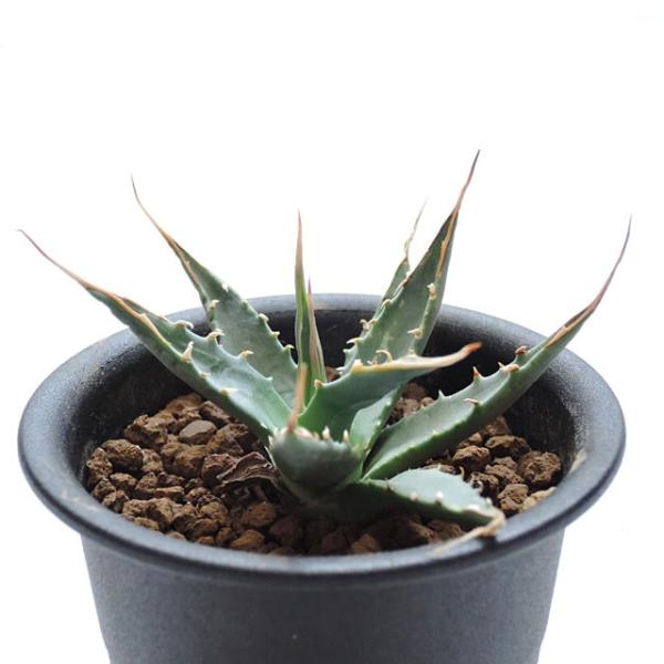 アガベ ユタエンシス エボリスピナ 抜き苗 多肉植物 Agave アガベ ユタエンシス エボリスピナ（US株） OS08 – linkplants