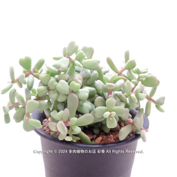 買*介様 ケラリアピグマエア succulent-saika_ceraria-