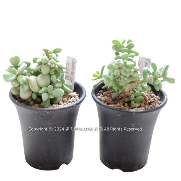 ケラリアピグマエア　オス&メス　セット succulent-saika_ceraria-