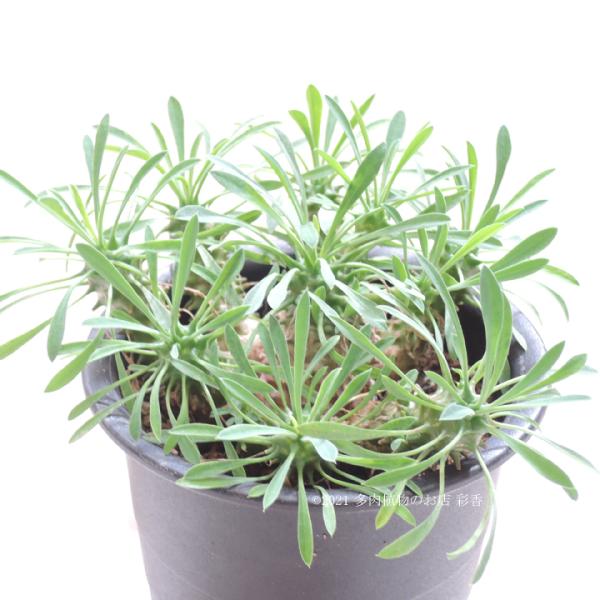 ユーフォルビア 峨眉山 Buyee Buyee Japanese Proxy Service Buy From Japan Bot Online