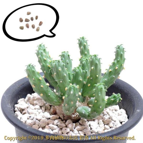 種子 ユーフォルビア イネルミス 九頭竜 : 多肉植物のお店 彩香 Yahoo