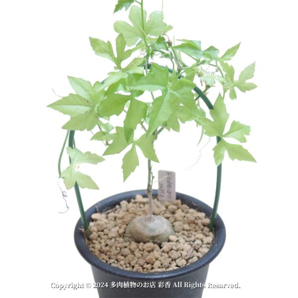 ケドロスティス アフリカーナ succulent-saika_kedrostis-