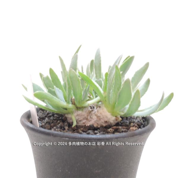 オトンナ　レトロルサ　現地球 オトンナ レトロルサ : 多肉植物のお店 彩香 Yahoo!店 - 通販 - Yahoo