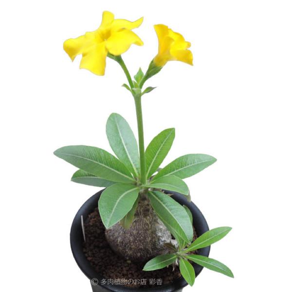 succulent-saika_p-densicaule-seeds