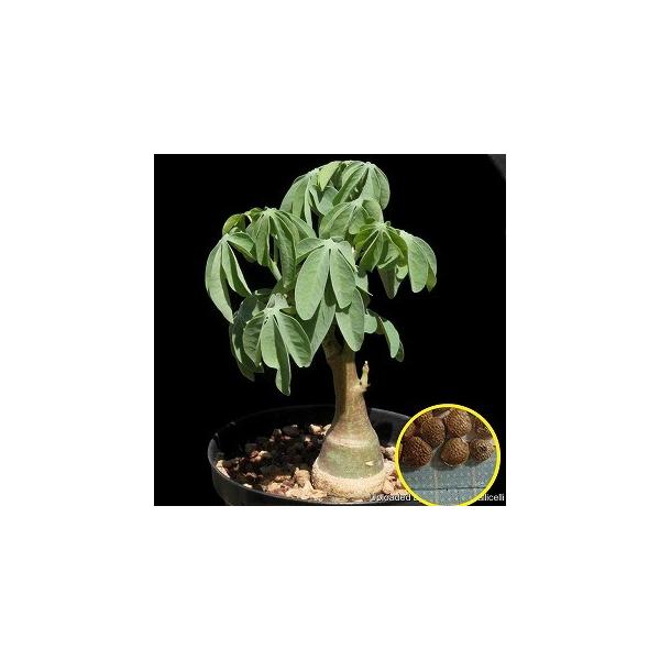 【お知らせページ】アデニアグラウカ　種子 アデニア・グラウカの基本情報・育て方｜多肉植物・サボテン図鑑