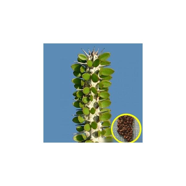 q10@A[fBAEvZ()(alluaudia procera)