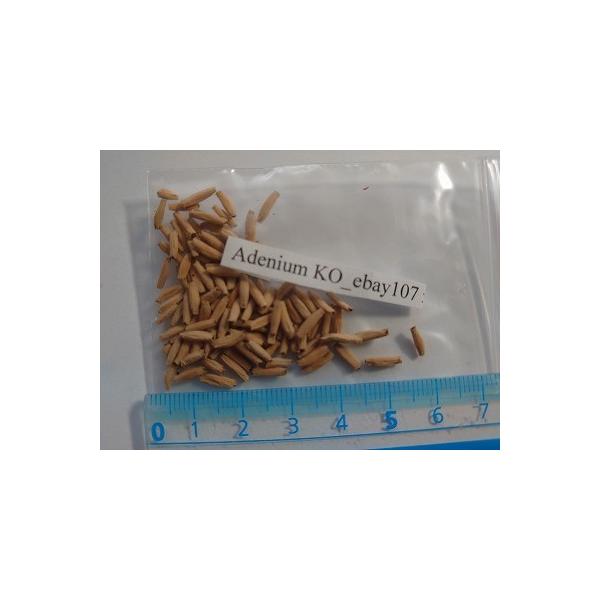 AfjEEIxX 'KO_ebay107' (Adenium KO_ebay107)̎q