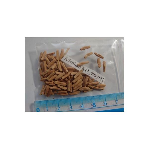 AfjEEIxX 'KO_ebay112'(Adenium KO_ebay112)̎q