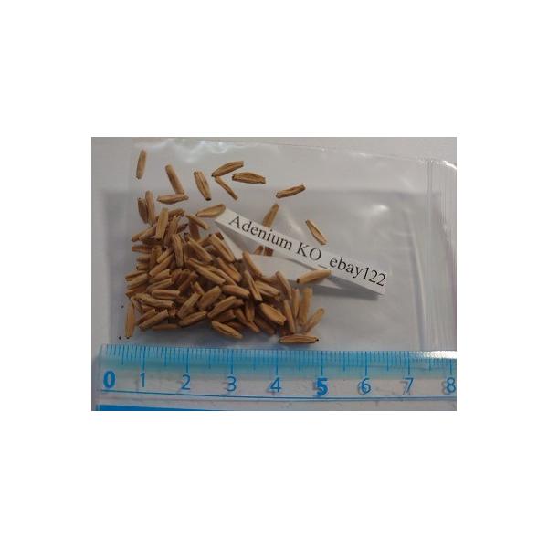 AfjEEIxX 'KO_ebay122'(Adenium KO_ebay122)̎q