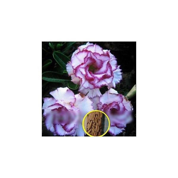 q7@AfjEEIxX 'J[l[V'(ADENIUM OBESUM 'Carnation')