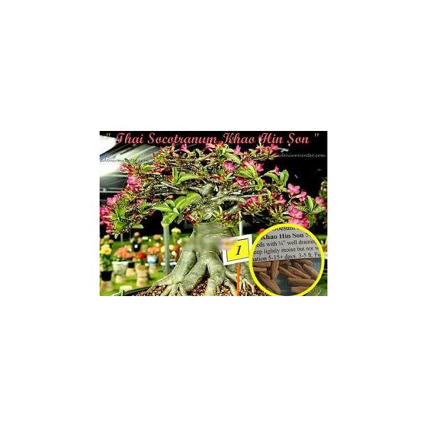 q6@AfjEE^C\Rgi 'KHAO HIN SON'(ADENIUM SOCOTRANUM  'KHAO HIN SON')