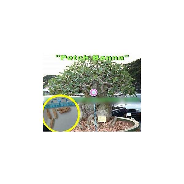 アデニウム ソコトラナム Petch Banna Adenium Socotranum Petch Banna の種子 Buyee Buyee 日本の通販商品 オークションの代理入札 代理購入