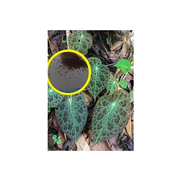 Begonia fulgurata 原種 ベゴニア フルグラータ　球根性 fulgurata – Begonia Club