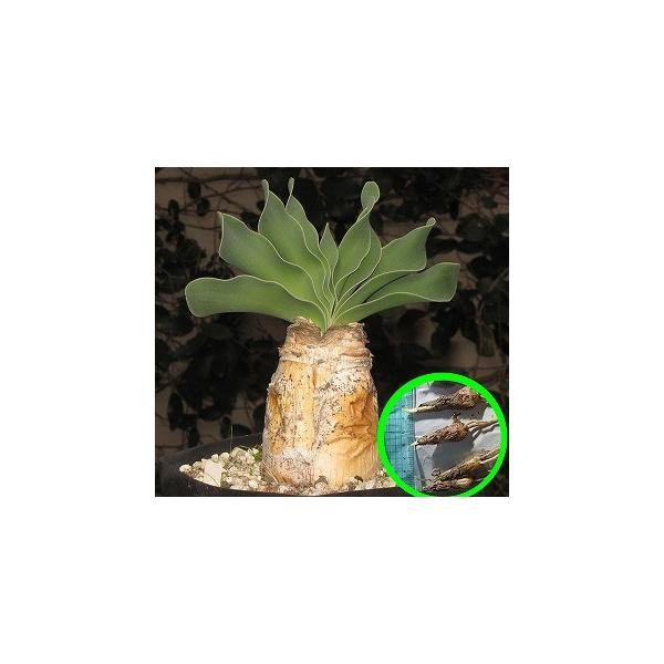 ［球幅約18cm］特大ブーファン・ハエマンソイデス　発根済　現地球　超選抜済 ブーファン・ハエマンソイデス(Boophane haemanthoides)の球根 : 多肉