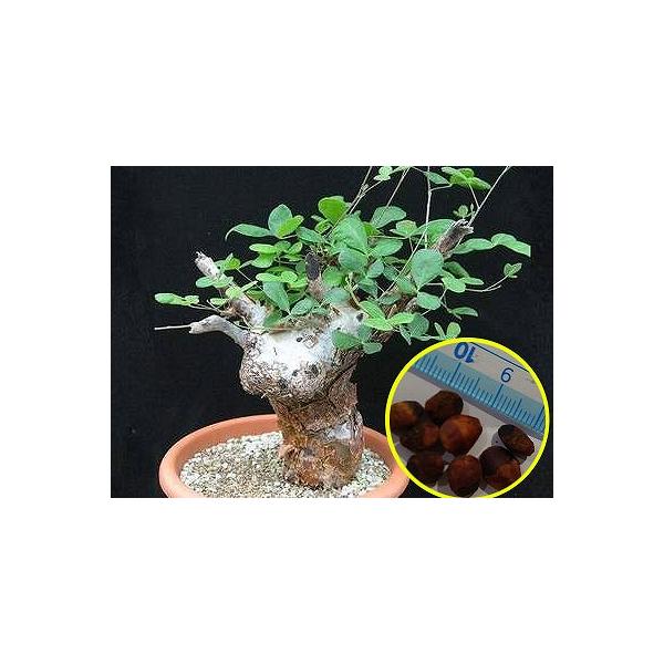 コミフォラ・オルビクラリス(Commiphora orbicularis）の種子