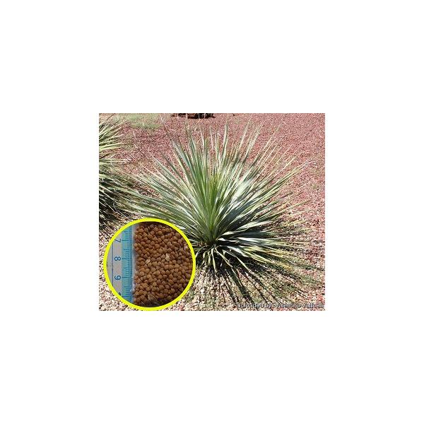 種子20粒 ダシリリオン・ウィーレリ(Dasylirion wheeleri） : 多肉植物