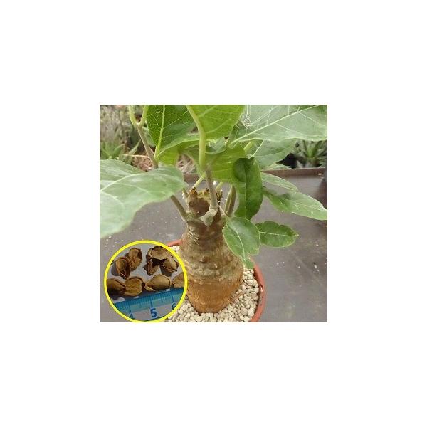 種子7粒 フォッケア・ムルチフローラ(Fockea multiflora) : 多肉