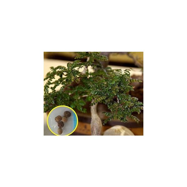 オペルクリカリア ボレアリス Operculicarya Borealis の種子 Cdx Opc Operculicarya Borealis 多肉植物ワールド 通販 Yahoo ショッピング