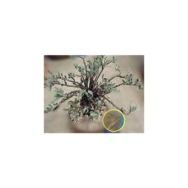 オトンナ・マクロスペルマ(Othonna Macrosperma)の種子 : 多肉