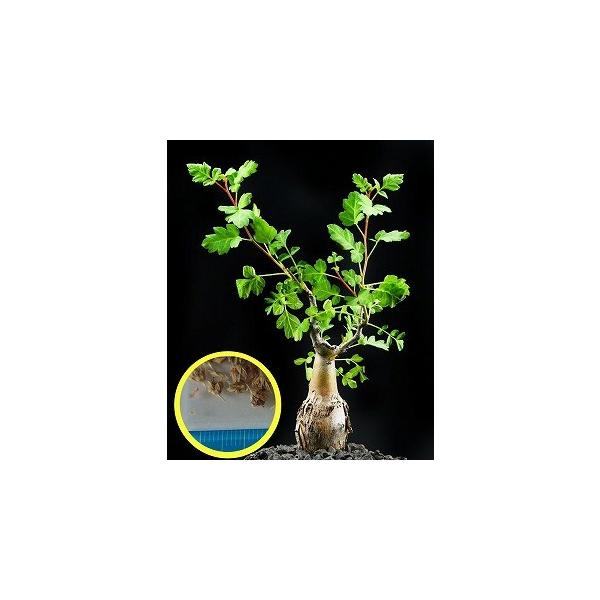 q12@pLRXEۂ̖(Pachycormus discolor)