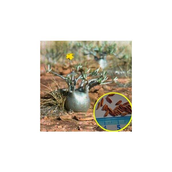 Image of フレッシュ種子！　パキポディウム・グラキリス 象牙宮（Pachypodium Rosulatum Gracilis）