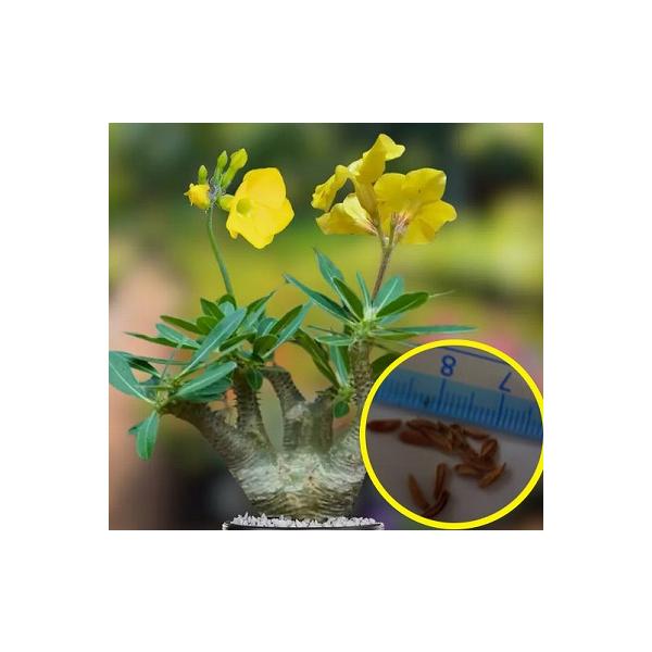 【コンパクト良型】 マカイエンセ 多頭 種子7粒 パキポディウム マカイエンセ(Pachypodium rosulatum var