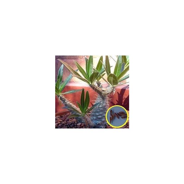 種子10粒 パキポディウム グラキリス 象牙宮（Pachypodium Rosulatum