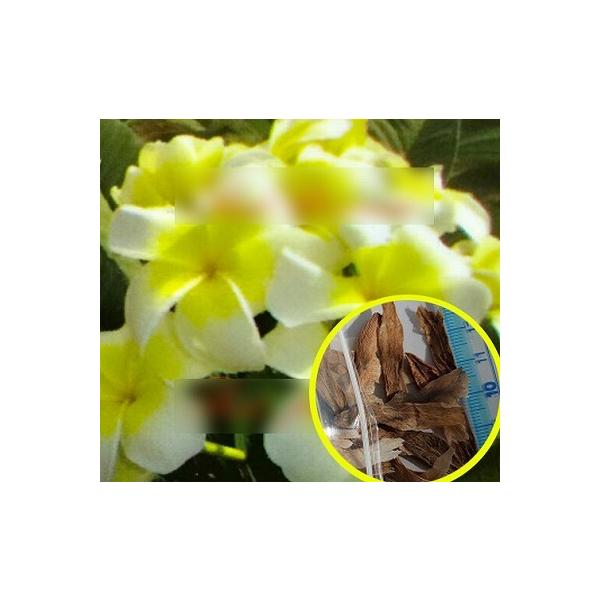 qT@vA 'Sukjai' (Plumeria RUBRA 'Sukjai')