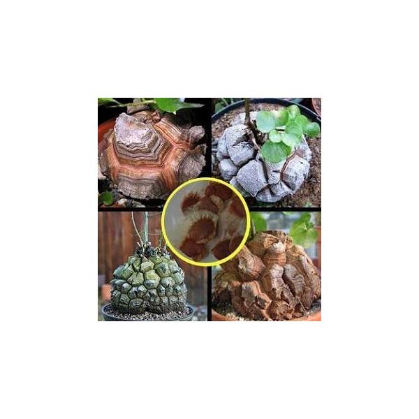 種子 500粒 亀甲竜 Dioscorea elephantipes の種子 種子100粒 亀甲竜(Dioscorea elephantipes)(アフリカ亀甲竜)の