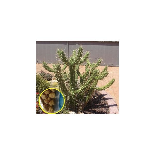 q15@AEXgLhv`A(REPR)iAustrocylindropuntia subulata(Eve's Pin Cactus)j