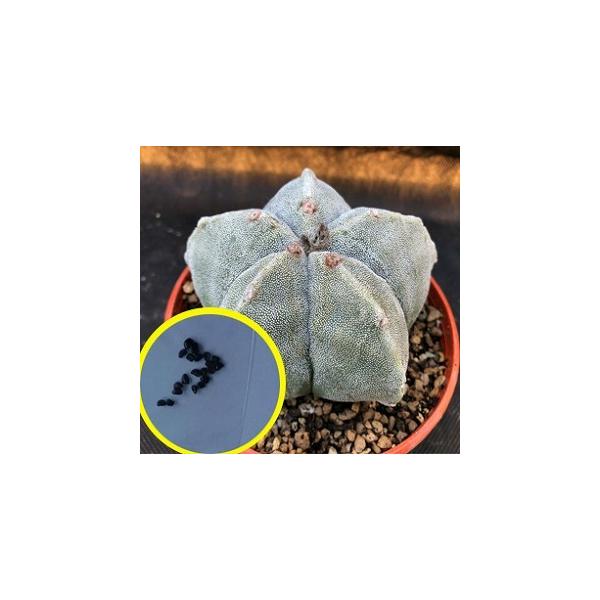 アストロフィツム ランポー玉 鸞鳳玉 Astrophytum Myriostigma の種子 Buyee Buyee Japanese Proxy Service Buy From Japan Bot Online