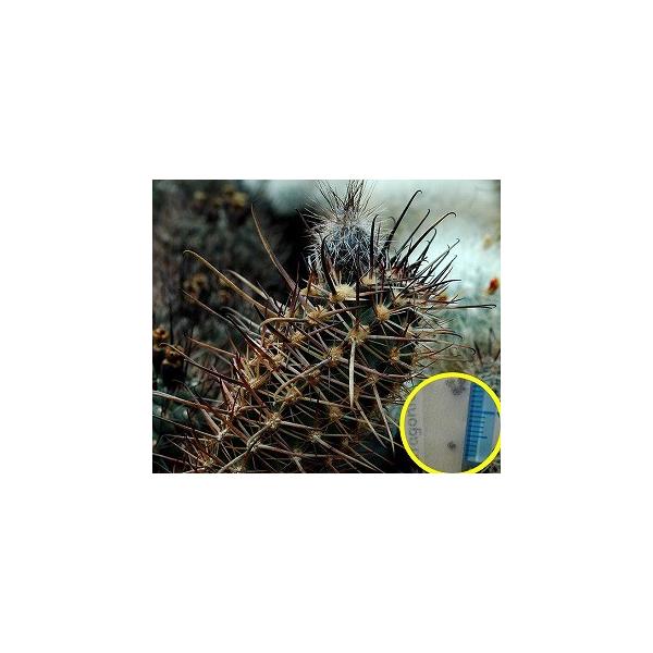 アウストロカクタス 熊爪玉(Austrocactus patagonicus)の種子 アウストロカクタス 熊爪玉(Austrocactus patagonicus)の種子