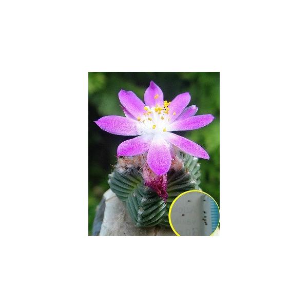 アズテキウム 紅籠 Aztekium valdezii サボテン 紅籠・Aztekium valdezii - 植物日誌