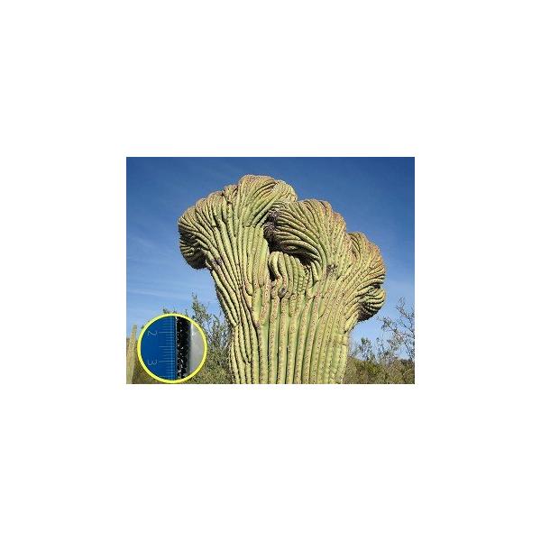 弁慶柱(ベンケイチュウ)（Carnegiea Gigantea）の種子 : 多肉