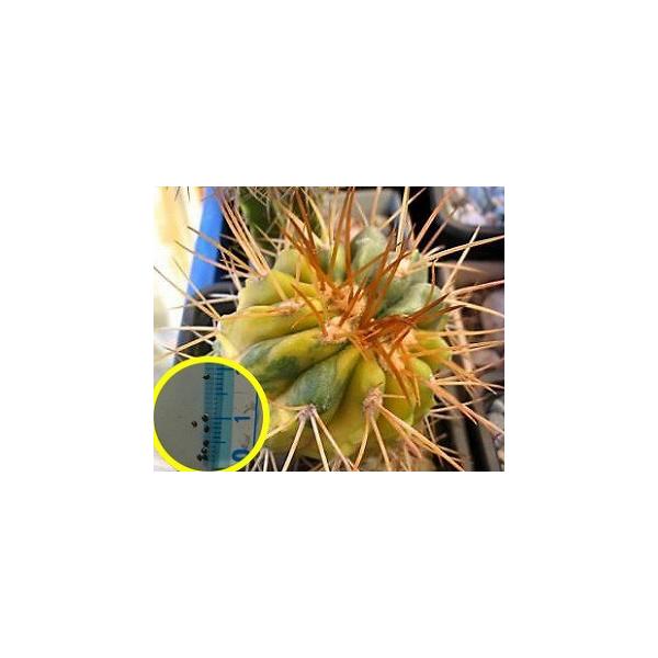 コピアポア 鎧袖玉(斑入り)(Copiapoa cupreata KK1382
