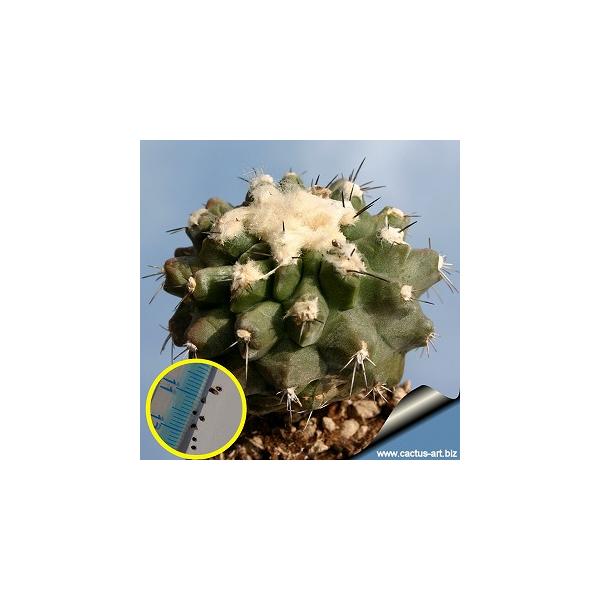 種子10粒 コピアポア・エスメラルダーナ(Copiapoa esmeraldana) : 多肉