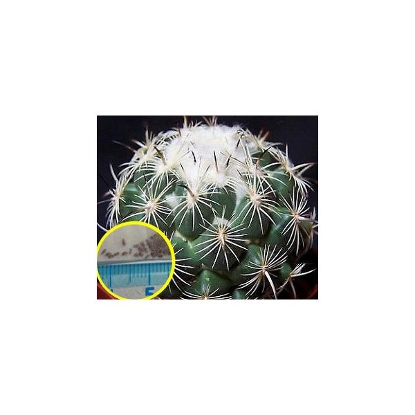 succulent_cts-cpt-coryphantha-