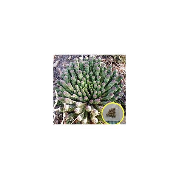 Euphorbia Caput Medusae 天荒竜 Draftone Blog
